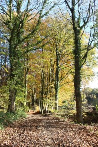 Autumn tints at Linacre
