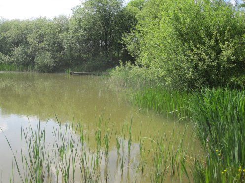 The Wolfie Pond on the Five Pits Trail