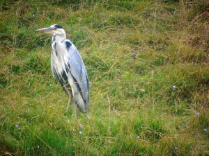 Grey Heron in Dovedale