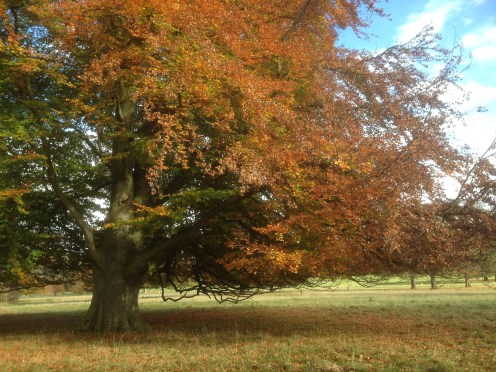 Autumn in Chatsworth Park