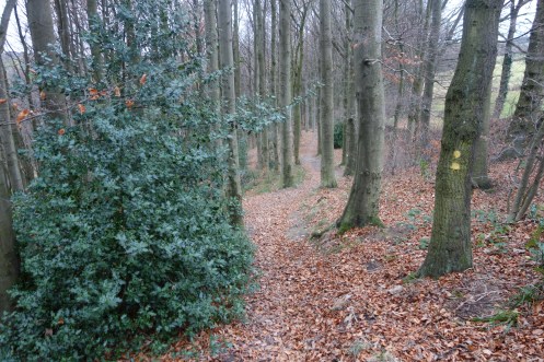 Following a yellow dot road through Linacre Woods