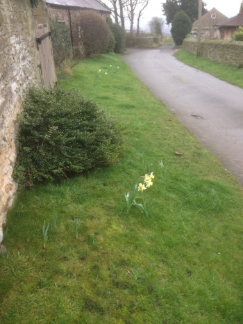 Early daffodils at Nether Handley